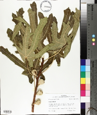 Ficus carica image