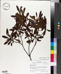 Morella cerifera image