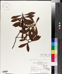 Morella cerifera image
