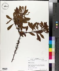 Morella cerifera image