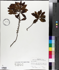 Myrica cerifera image