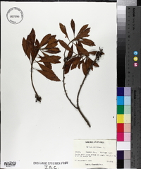 Myrica cerifera image