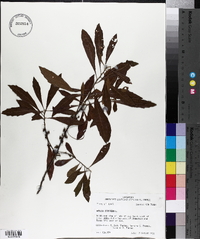 Myrica cerifera image