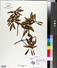 Myrica cerifera image