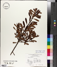 Myrica cerifera image