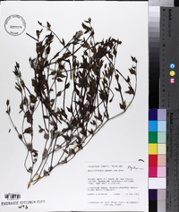 Acleisanthes longiflora image