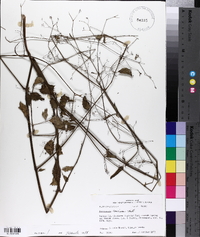 Boerhavia coccinea image