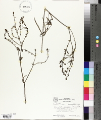 Mirabilis linearis image