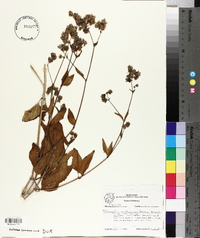 Mirabilis nyctaginea image