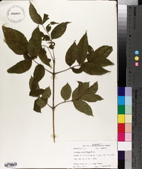 Fraxinus caroliniana image