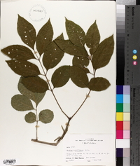 Fraxinus caroliniana image