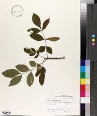 Fraxinus caroliniana image