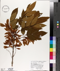 Fraxinus caroliniana image