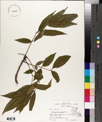 Fraxinus caroliniana image