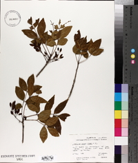 Fraxinus caroliniana image