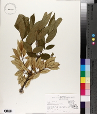 Fraxinus caroliniana image