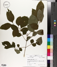 Fraxinus caroliniana image