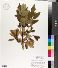 Fraxinus caroliniana image