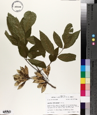 Fraxinus caroliniana image