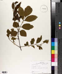 Fraxinus caroliniana image