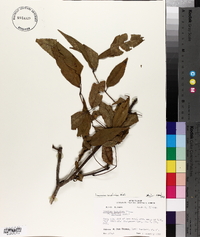 Fraxinus caroliniana image