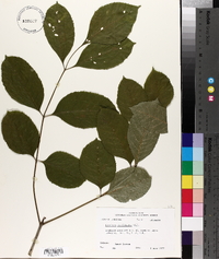 Fraxinus caroliniana image