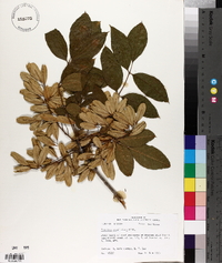 Fraxinus caroliniana image