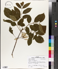 Fraxinus caroliniana image