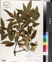 Fraxinus caroliniana image