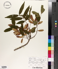 Fraxinus caroliniana image