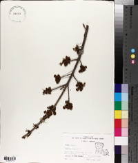 Fraxinus nigra image