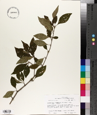 Forestiera acuminata image