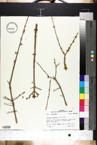 Forestiera acuminata image