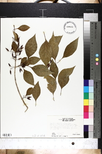 Forestiera acuminata image