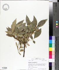 Fraxinus berlandieriana image