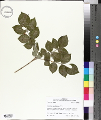 Fraxinus caroliniana image