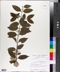 Ligustrum lucidum image