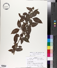 Ligustrum lucidum image