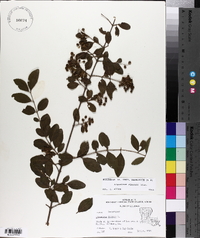 Ligustrum sinense image