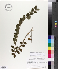 Ligustrum sinense image