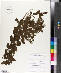 Ligustrum sinense image