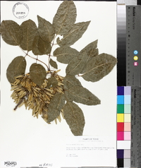 Fraxinus texensis image