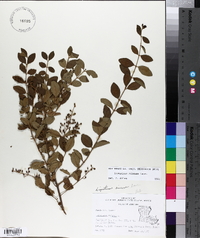 Ligustrum sinense image