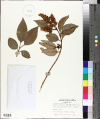 Ligustrum lucidum image