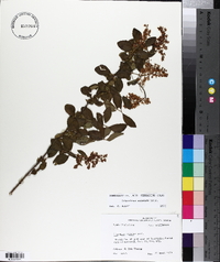 Ligustrum sinense image