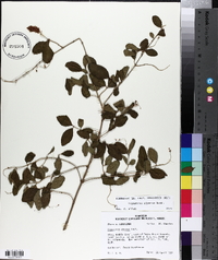 Ligustrum sinense image