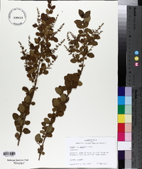 Ligustrum sinense image