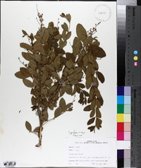 Ligustrum sinense image