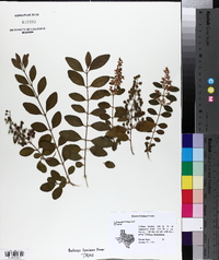 Ligustrum sinense image