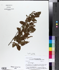 Ligustrum sinense image